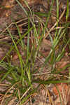 Calcium-hating sedge